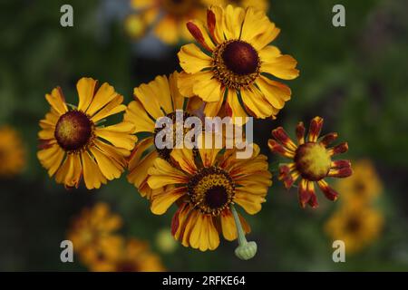 a common sneezeweed in full bloom in the summer garden Stock Photo