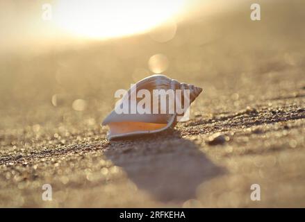 Seashell on the beach Stock Photo