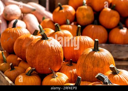 various pumpkins in autumn in Spreewald in Germany Stock Photo