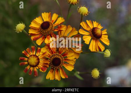 common sneezeweed flowers in full bloom in the summer garden Stock Photo