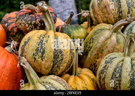 various pumpkins in autumn in Spreewald in Germany Stock Photo