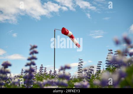 Blooming lavender flowers field with windsock on pole Stock Photo