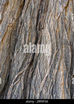 Closeup view of beautiful textured pattern of maclura pomifera aka osage orange or mock orange tree bark Stock Photo