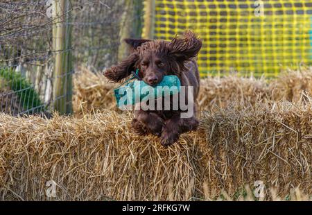 Working Springer and Cocker Spaniels gun dog training session practicing scurries.  The spaniels were running, jumping fences and flying over and arou Stock Photo