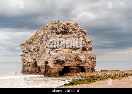 Marsden Rocks Stacks Marsden Rock - a stack with nesting coastal birds, as viewed from the ...