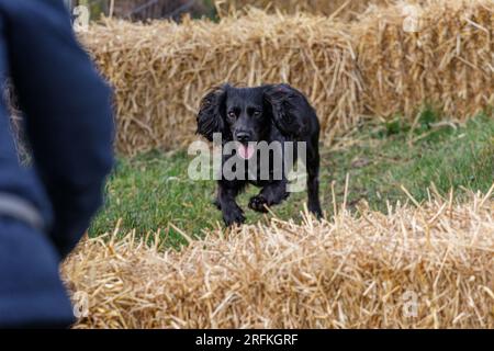 Working Springer and Cocker Spaniels gun dog training session practicing scurries.  The spaniels were running, jumping fences and flying over and arou Stock Photo