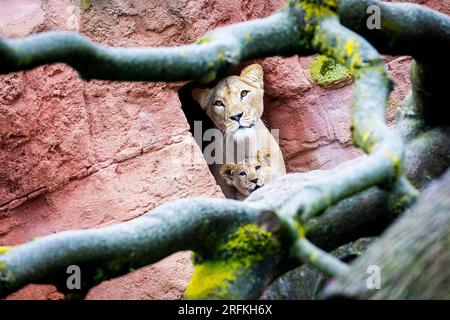 Hanover, Germany. 04th Aug, 2023. Barbary lion cub Zuri (bottom) and mother Zara (top) stand in their enclosure at Hannover Adventure Zoo. The three cubs born at Hannover Adventure Zoo in February 2023 have been given names. Credit: Moritz Frankenberg/dpa/Alamy Live News Stock Photo