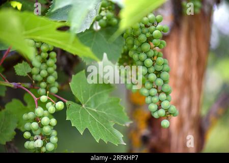Green young wine grapes in the vineyard. Beginning of summer close up grapes growing on vines in a vineyard Stock Photo