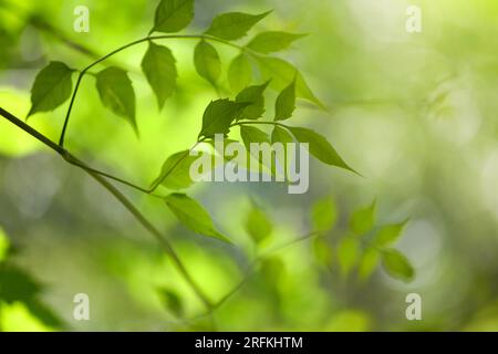 Nature of green leaf in garden at summer. Natural green leaves plants using as spring background cover page environment ecology or greenery wallpaper Stock Photo