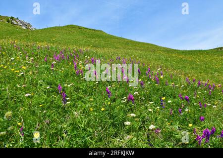 Alpine meadow with pink alpine sainfoin (Hedysarum hedysaroides) flowers in Dolomite mountains in Veneto region in Italy Stock Photo