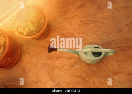 Watering can and herbs in pot growing on the balcony. High quality photo Stock Photo