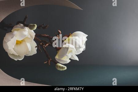 Abstract background with white magnolia and rolled of color paper. Geometric composition with copy spac Stock Photo