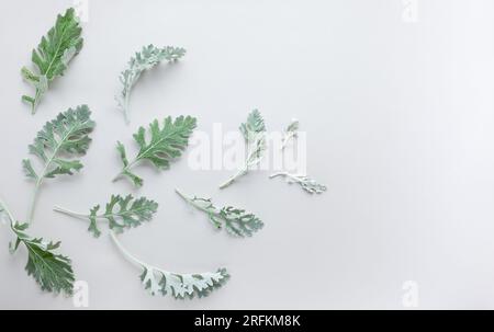 Silver-green leaves of Senecio cineraria on pastel grey background. Natural plants composition with copy space, flat lay Stock Photo