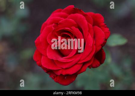 single bright red rose in full bloom with dark green background Stock Photo