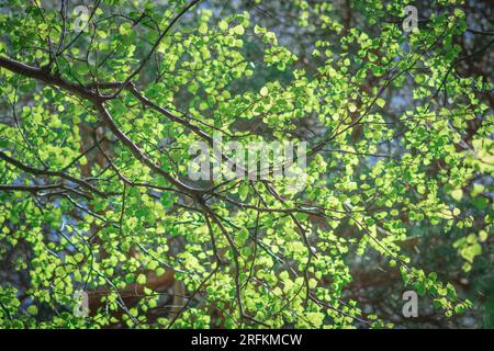 Beautiful young green laves on the top of a birch tree in the early summer Stock Photo