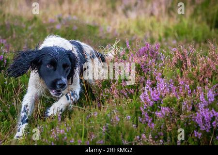 Spaniel dog in the pink heather on the moors Stock Photo