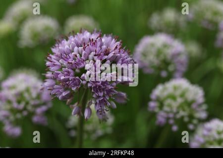 Allium senescens, commonly called aging chive blooming plant in the summer garden Stock Photo