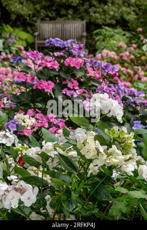 Hydrangea garden in Devon with hydrangea macrophyllaTeller White lacecap at front, garden bench in background. Stock Photo