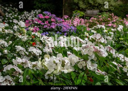 Hydrangea garden in Devon with hydrangea macrophyllaTeller White lacecap at front, garden bench in background. Stock Photo
