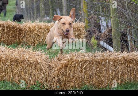 Working Labrador Retriever gun dog training session with Volucris Gundog Training. Practicing seen and blind retrieves with their handlers Stock Photo