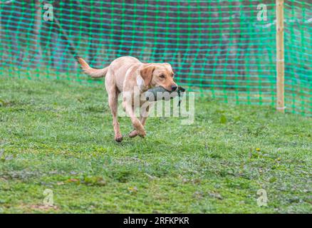 Working Labrador Retriever gun dog training session with Volucris Gundog Training. Practicing seen and blind retrieves with their handlers Stock Photo