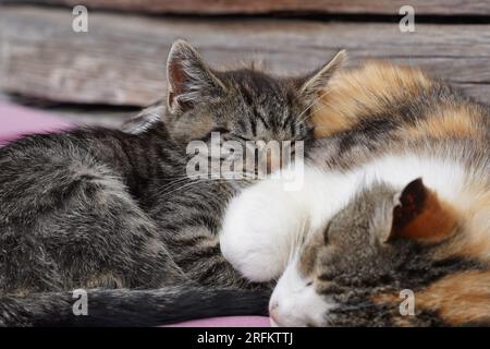 Two little cats sleeping together. Stock Photo