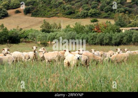 Shepherd dog guarding sheep, shepherd dog, lamb, Elbe dyke near ...