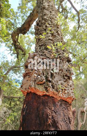 a Cork tree in Sardinia, Portuguese cork oak after harvest. Stock Photo