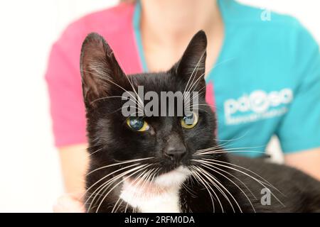 Pet cat examined by veterinary nurse at PDSA  animal hospital. Stock Photo