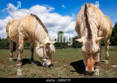 Two Norwegian Fjords graze on a farm at Branch, Wisconsin near Manitowoc. Stock Photo