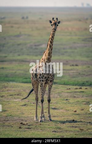 Female southern giraffe stands facing towards camera Stock Photo