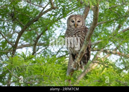 Barred owl (Strix varia) perched in Bald Cypress tree (Taxodium distichum), Florida, USA, by Dominique Braud/Dembinsky Photo Assoc Stock Photo
