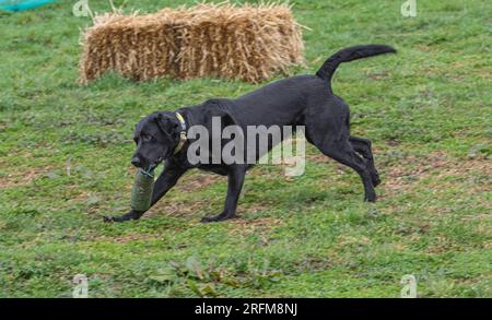 Working Labrador Retriever gun dog training session with Volucris Gundog Training. Practicing seen and blind retrieves with their handlers Stock Photo