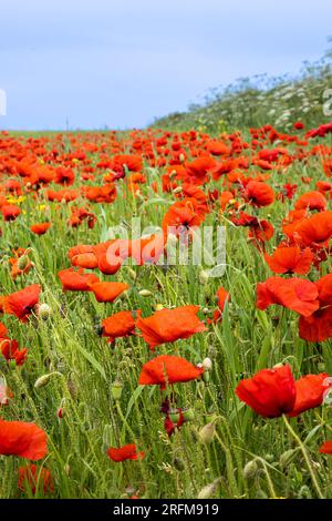 The stunning sight of a field full of Common Poppies Papaver rhoeas on the coast of Crantock Bay in Newquay in Cornwall in the UK in Europe. Stock Photo