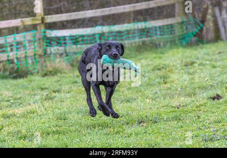 Working Labrador Retriever gun dog training session with Volucris Gundog Training. Practicing seen and blind retrieves with their handlers Stock Photo
