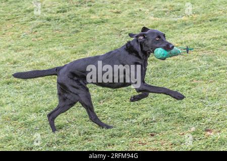 Working Labrador Retriever gun dog training session with Volucris Gundog Training. Practicing seen and blind retrieves with their handlers Stock Photo
