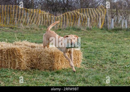 Working Labrador Retriever gun dog training session with Volucris Gundog Training. Practicing seen and blind retrieves with their handlers Stock Photo