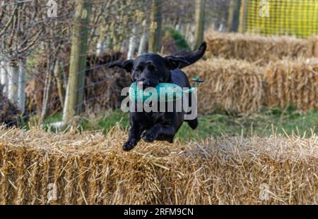 Working Labrador Retriever gun dog training session with Volucris Gundog Training. Practicing seen and blind retrieves with their handlers Stock Photo