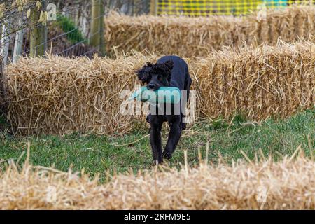 Working Labrador Retriever gun dog training session with Volucris Gundog Training. Practicing seen and blind retrieves with their handlers Stock Photo