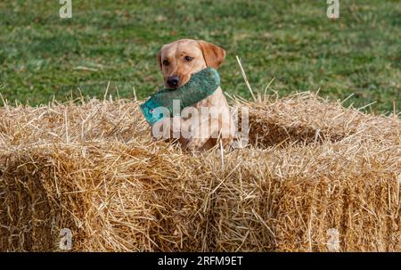 Working Labrador Retriever gun dog training session with Volucris Gundog Training. Practicing seen and blind retrieves with their handlers Stock Photo