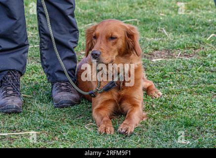 Working Labrador Retriever gun dog training session with Volucris Gundog Training. Practicing seen and blind retrieves with their handlers Stock Photo