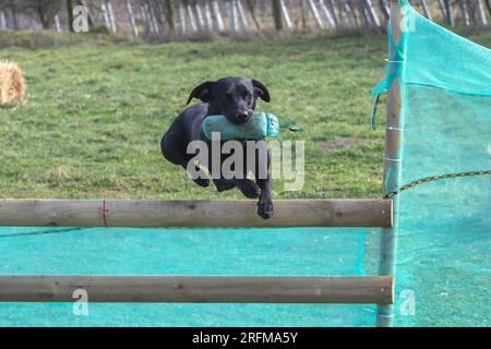 Working Labrador Retriever gun dog training session with Volucris Gundog Training. Blind and seen retrieves kept the dogs and their handlers busy. Stock Photo