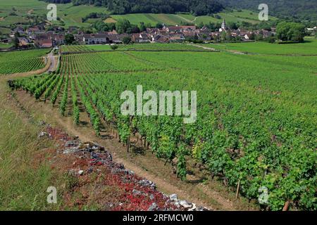 France, Côte-d'Or, Auxey-Duresses, the village, Burgundy vineyard, Grand-Cru AOC Stock Photo