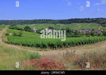 France, Côte-d'Or, Auxey-Duresses, the village, Burgundy vineyard, Grand-Cru AOC Stock Photo