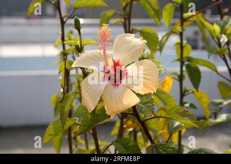 Peach colored Chinese hibiscus (Hibiscus rosa-sinensis) in bloom : (pix Sanjiv Shukla) Stock Photo
