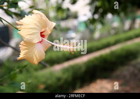 Peach colored Chinese hibiscus (Hibiscus rosa-sinensis) in bloom : (pix Sanjiv Shukla) Stock Photo