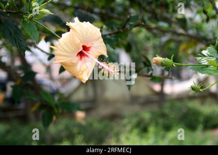 Peach colored Chinese hibiscus (Hibiscus rosa-sinensis) in bloom : (pix Sanjiv Shukla) Stock Photo