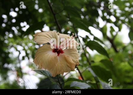 Peach colored Chinese hibiscus (Hibiscus rosa-sinensis) in bloom : (pix Sanjiv Shukla) Stock Photo