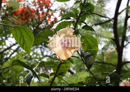 Peach colored Chinese hibiscus (Hibiscus rosa-sinensis) in bloom : (pix Sanjiv Shukla) Stock Photo