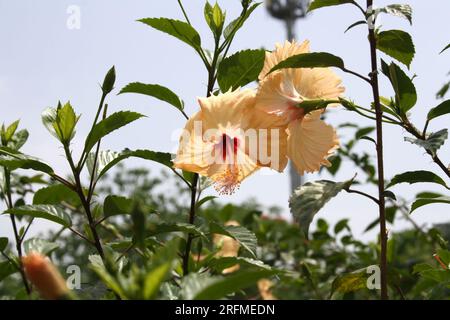 Peach colored Chinese hibiscus (Hibiscus rosa-sinensis) in bloom : (pix Sanjiv Shukla) Stock Photo